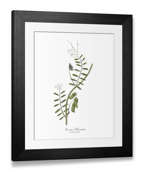 Framed Print : The Art of Botanical Illustrations Framed Print : The Art of Botanical Illustrations