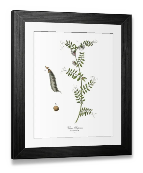 Framed Print : The Art of Botanical Illustrations Framed Print : The Art of Botanical Illustrations