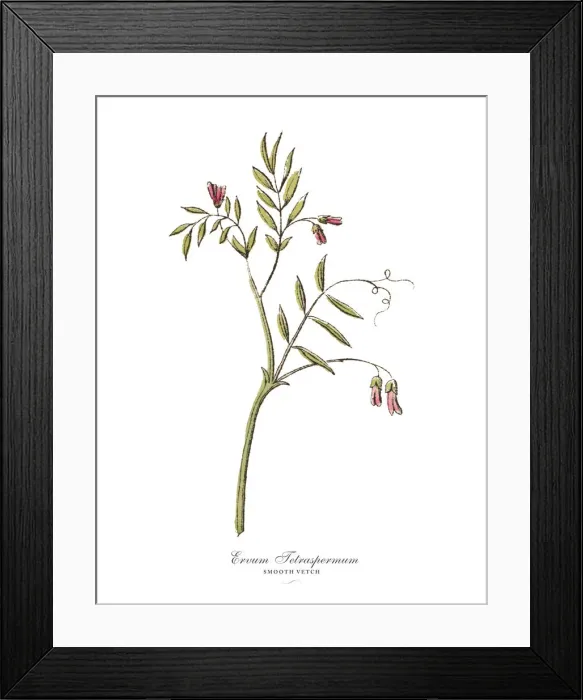 Framed Print : The Art of Botanical Illustrations Framed Print : The Art of Botanical Illustrations