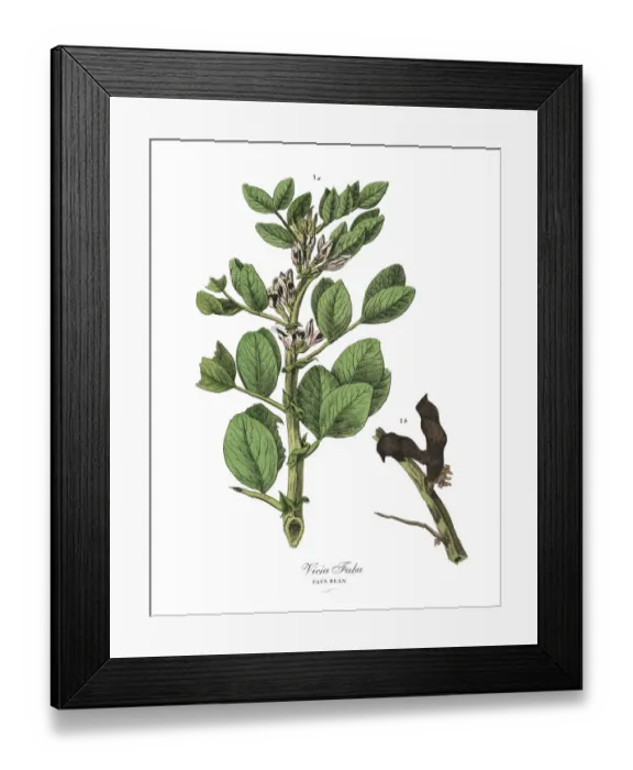 Framed Print : The Art of Botanical Illustrations Framed Print : The Art of Botanical Illustrations