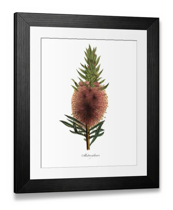 Framed Print : Metrosideros Plant, Victorian Botanical Illustration Framed Print : Metrosideros Plant, Victorian Botanical Illustration
