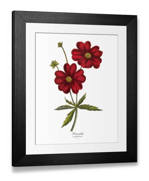 Framed Print : Potentilla or Cinquefoil Plant, Victorian Botanical Illustration Framed Print : Potentilla or Cinquefoil Plant, Victorian Botanical Illustration