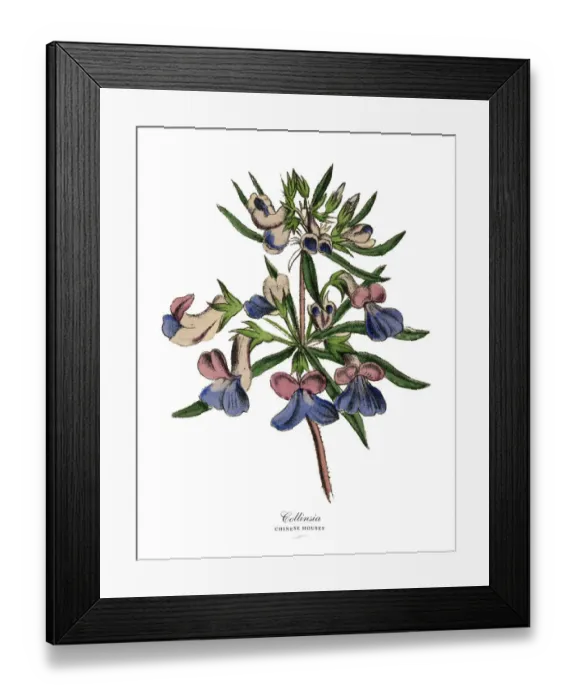 Framed Print : Collinsia or Chinese Houses Plant, Victorian Botanical Illustration Framed Print : Collinsia or Chinese Houses Plant, Victorian Botanical Illustration