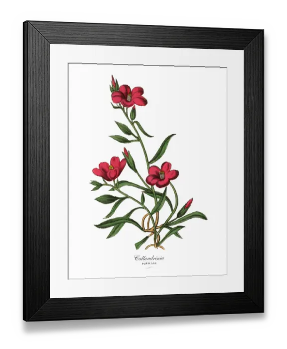 Framed Print : Calandrinia or Purslane Plant, Victorian Botanical Illustration Framed Print : Calandrinia or Purslane Plant, Victorian Botanical Illustration