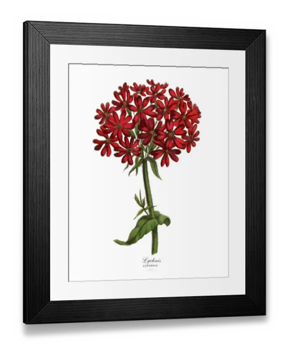 Framed Print : Lychnis or Catchfly Plant, Victorian Botanical Illustration Framed Print : Lychnis or Catchfly Plant, Victorian Botanical Illustration