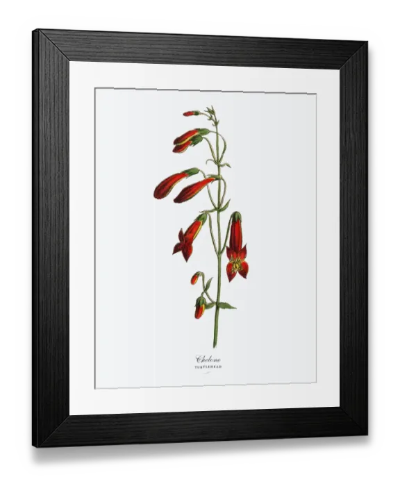 Framed Print : Chelone or Turtlehead Plant, Victorian Botanical Illustration Framed Print : Chelone or Turtlehead Plant, Victorian Botanical Illustration