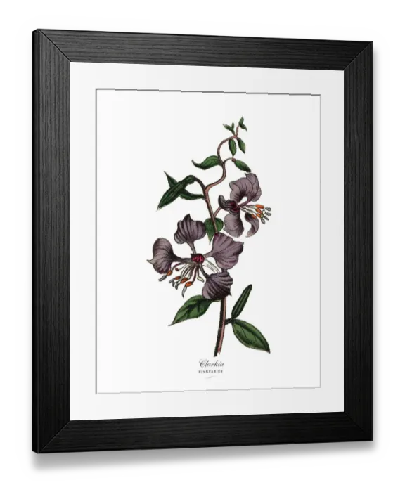 Framed Print : Clarkia and Pinkfaries Plants, Victorian Botanical Illustration Framed Print : Clarkia and Pinkfaries Plants, Victorian Botanical Illustration