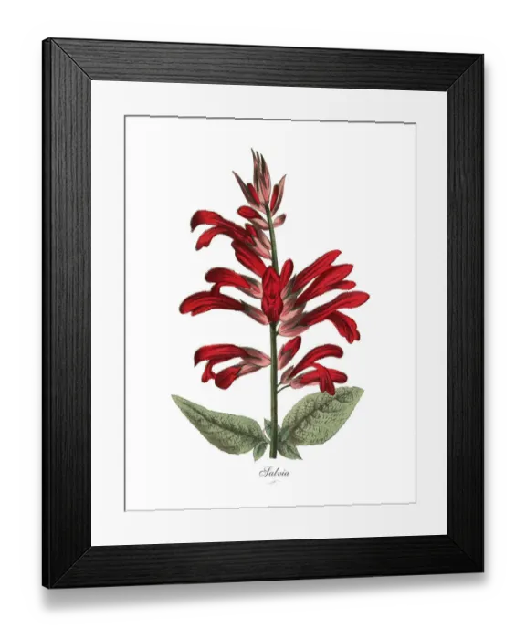 Framed Print : Salvia Plant, Victorian Botanical Illustration Framed Print : Salvia Plant, Victorian Botanical Illustration