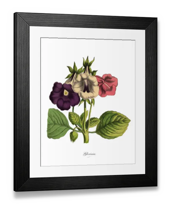 Framed Print : Gloxinia Plant, Victorian Botanical Illustration Framed Print : Gloxinia Plant, Victorian Botanical Illustration