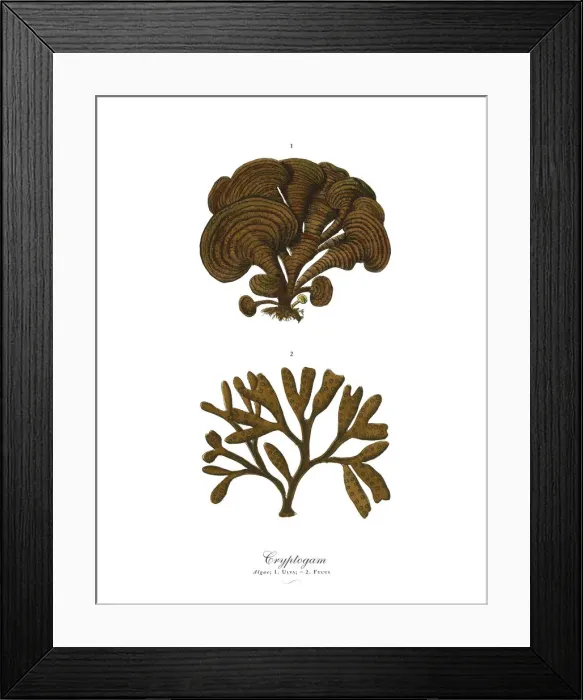 Framed Print : Cryptogam, Algae, Lichens, Mosses, Ferns, Victorian Botanical Illustration Framed Print : Cryptogam, Algae, Lichens, Mosses, Ferns, Victorian Botanical Illustration
