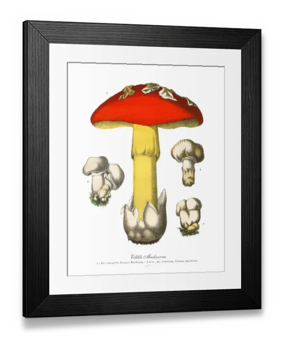 Framed Print : Edible Mushrooms, Victorian Botanical Illustration Framed Print : Edible Mushrooms, Victorian Botanical Illustration