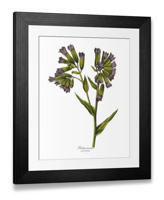 Framed Print : Pulmonaria or Lungwort Plant, Victorian Botanical Illustration Framed Print : Pulmonaria or Lungwort Plant, Victorian Botanical Illustration