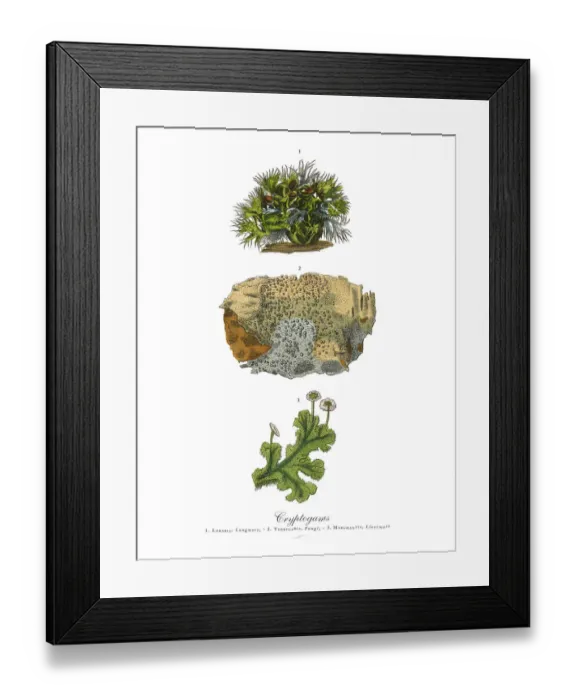 Framed Print : Cryptogam, Algae, Lichens, Mosses, Ferns, Victorian Botanical Illustration