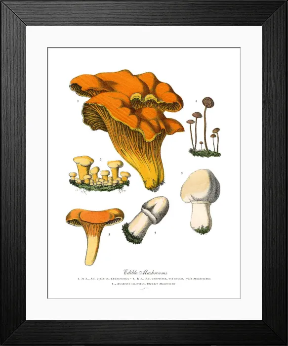 Framed Print : Edible Mushrooms, Victorian Botanical Illustration Framed Print : Edible Mushrooms, Victorian Botanical Illustration