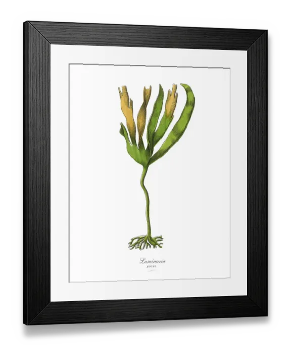 Framed Print : Cryptogam, Algae, Lichens, Mosses, Ferns, Victorian Botanical Illustration