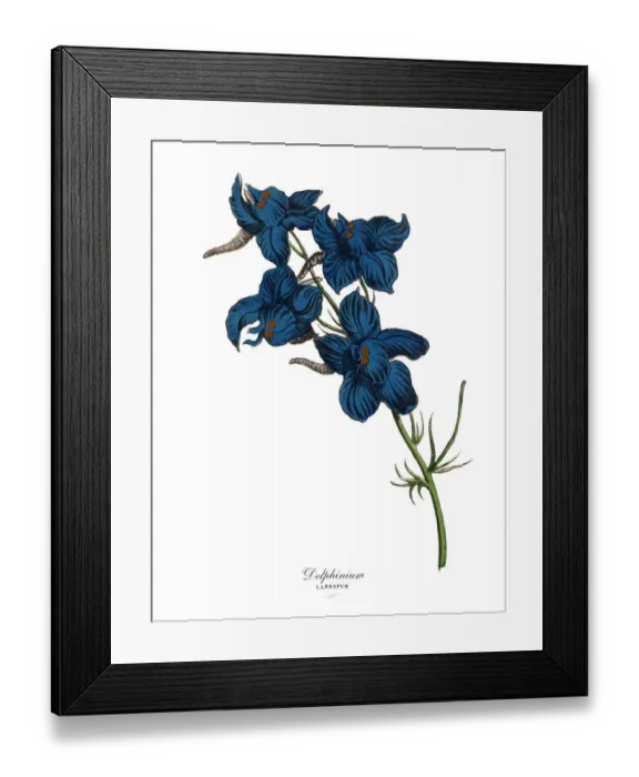 Framed Print : Delphinium or Larkspur Plant, Victorian Botanical Illustration Framed Print : Delphinium or Larkspur Plant, Victorian Botanical Illustration