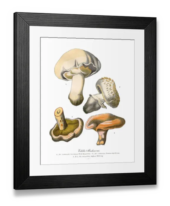Framed Print : Edible Mushrooms, Victorian Botanical Illustration Framed Print : Edible Mushrooms, Victorian Botanical Illustration