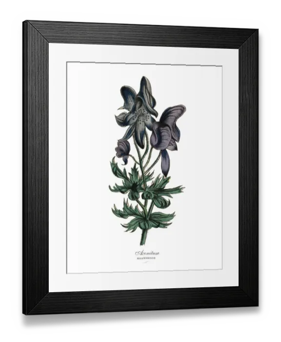 Framed Print : Aconitum or Monkshood Plant, Victorian Botanical Illustration Framed Print : Aconitum or Monkshood Plant, Victorian Botanical Illustration