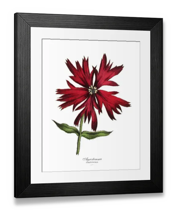Framed Print : Acrostemma and Corncockle Plants, Victorian Botanical Illustration Framed Print : Acrostemma and Corncockle Plants, Victorian Botanical Illustration