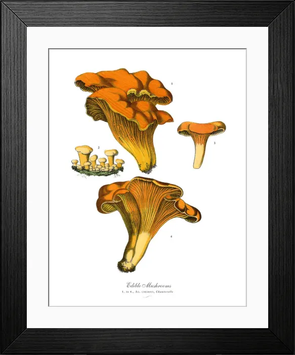 Framed Print : Edible Mushrooms, Victorian Botanical Illustration Framed Print : Edible Mushrooms, Victorian Botanical Illustration