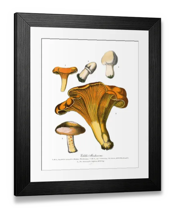 Framed Print : Edible Mushrooms, Victorian Botanical Illustration