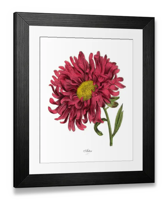 Framed Print : Aster or Star Plant, Victorian Botanical Illustration Framed Print : Aster or Star Plant, Victorian Botanical Illustration
