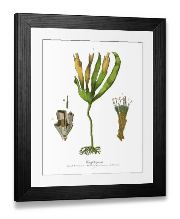 Framed Print : Cryptogam, Algae, Lichens, Mosses, Ferns, Victorian Botanical Illustration Framed Print : Cryptogam, Algae, Lichens, Mosses, Ferns, Victorian Botanical Illustration