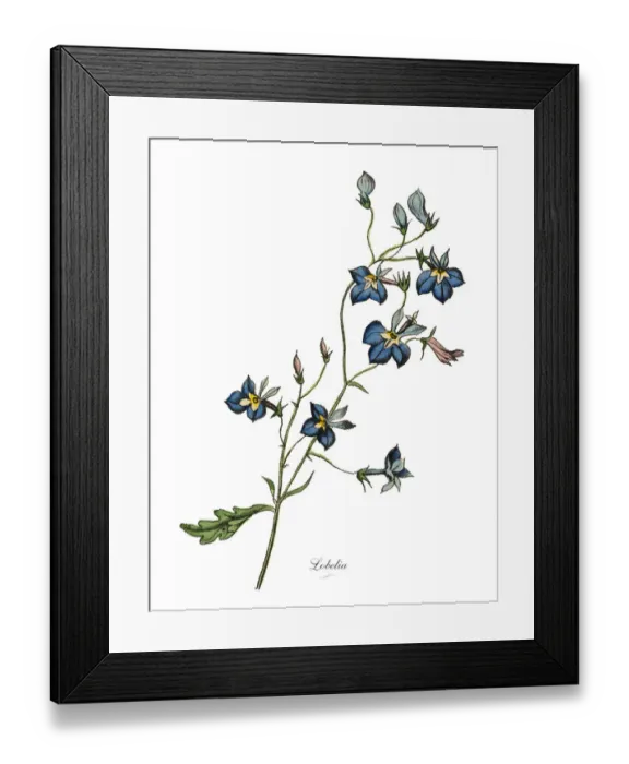 Framed Print : Lobelia Plant, Victorian Botanical Illustration Framed Print : Lobelia Plant, Victorian Botanical Illustration