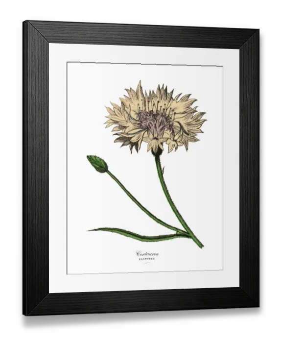 Framed Print : Centaurea or Knapweed Plant, Victorian Botanical Illustration Framed Print : Centaurea or Knapweed Plant, Victorian Botanical Illustration