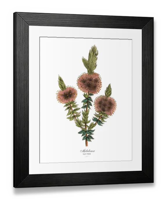 Framed Print : Melaleuca or Tea Tree Plant, Victorian Botanical Illustration Framed Print : Melaleuca or Tea Tree Plant, Victorian Botanical Illustration