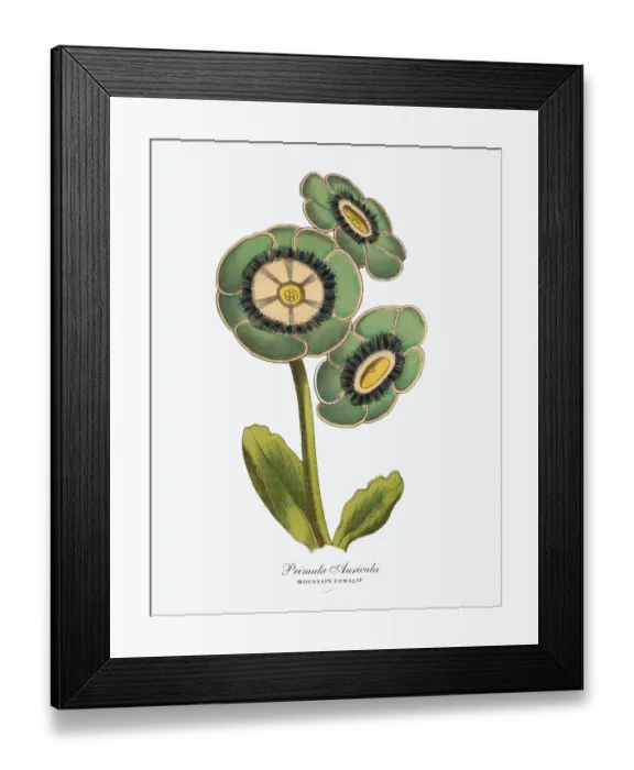 Framed Print : Primula Auricula or Mountain Cowslip Plant, Victorian Botanical Illustration Framed Print : Primula Auricula or Mountain Cowslip Plant, Victorian Botanical Illustration