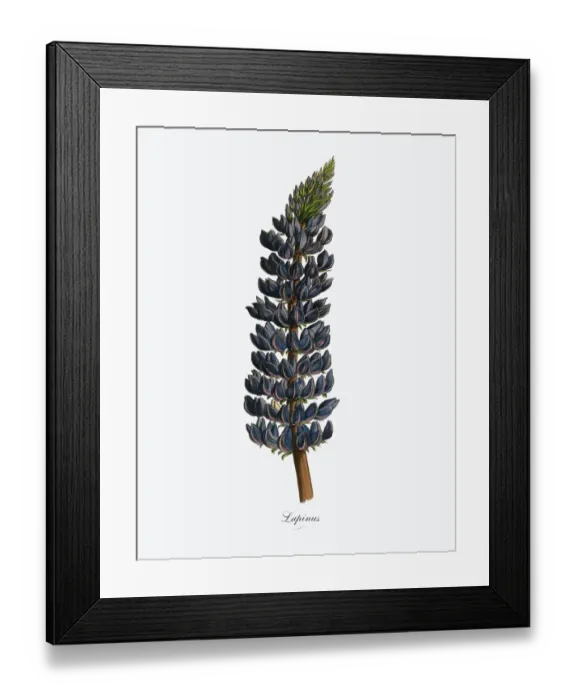 Framed Print : Lupinus or Lupine Plant, Victorian Botanical Illustration Framed Print : Lupinus or Lupine Plant, Victorian Botanical Illustration