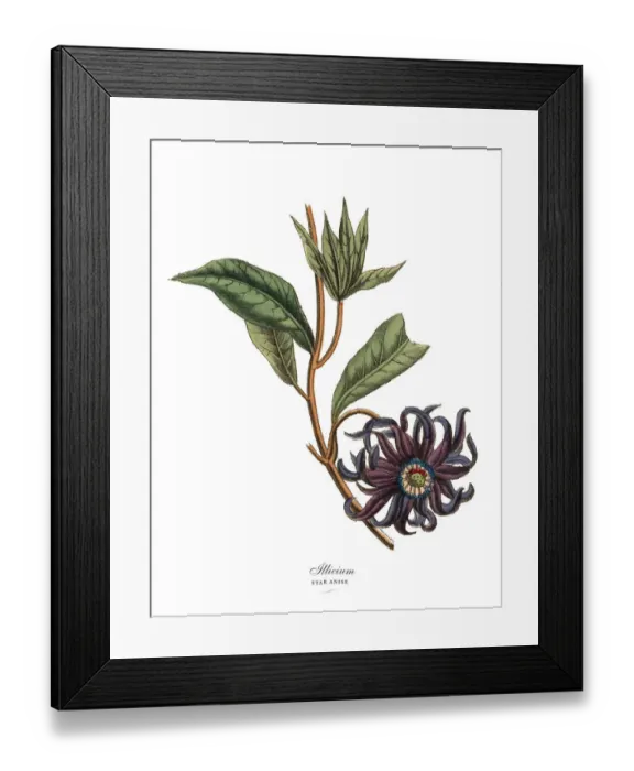 Framed Print : Illicium or Star Anise Plant, Victorian Botanical Illustration Framed Print : Illicium or Star Anise Plant, Victorian Botanical Illustration