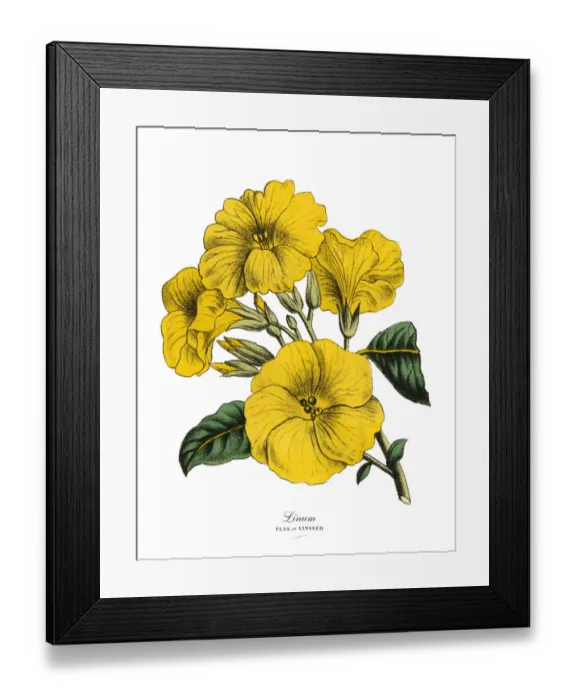 Framed Print : Linum or Flax and Linseed Plant, Victorian Botanical Illustration Framed Print : Linum or Flax and Linseed Plant, Victorian Botanical Illustration
