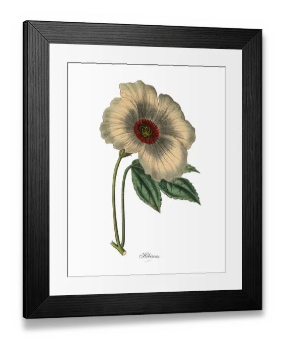 Framed Print : Hibiscus or Rose Mallow Plant, Victorian Botanical Illustration Framed Print : Hibiscus or Rose Mallow Plant, Victorian Botanical Illustration