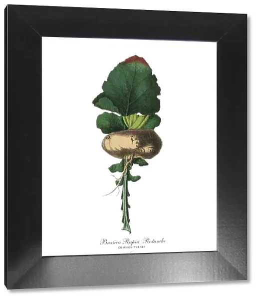 Turnip, Root Crops and Vegetables, Victorian Botanical Illustration