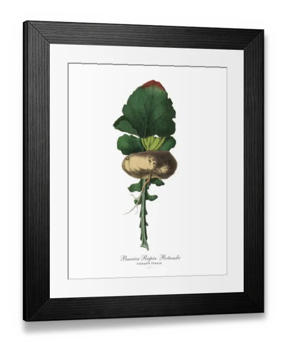 Framed Print : Turnip, Root Crops and Vegetables, Victorian Botanical Illustration Framed Print : Turnip, Root Crops and Vegetables, Victorian Botanical Illustration
