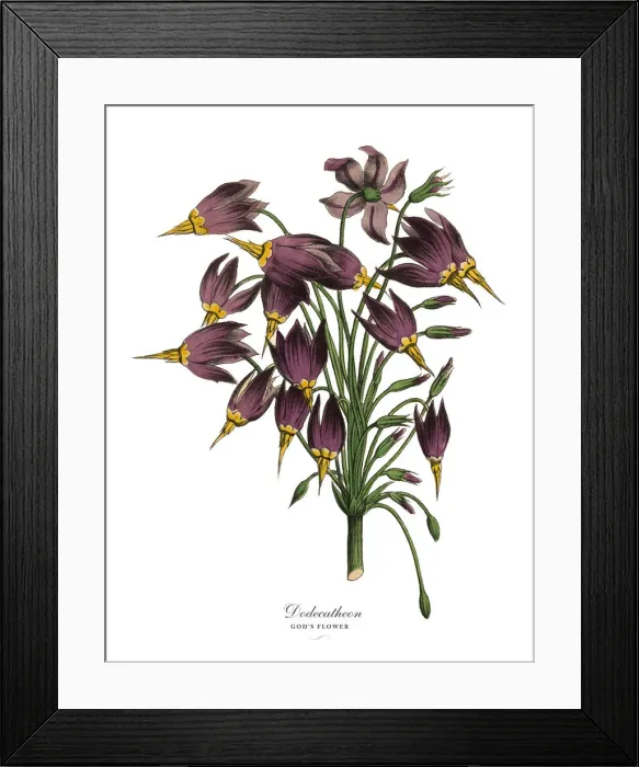 Framed Print : Dodecatheon or Godas Flower Plant, Victorian Botanical Illustration Framed Print : Dodecatheon or Godas Flower Plant, Victorian Botanical Illustration