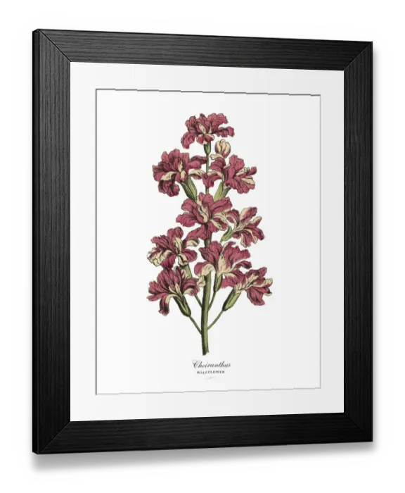 Framed Print : Cheiranthus or Wallflower Plant, Victorian Botanical Illustration Framed Print : Cheiranthus or Wallflower Plant, Victorian Botanical Illustration