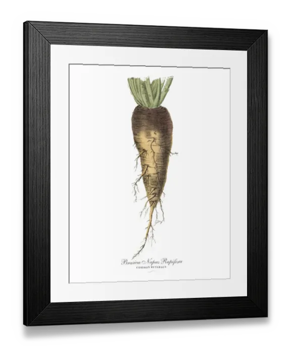 Framed Print : Rutabaga, Root Crops and Vegetables, Victorian Botanical Illustration Framed Print : Rutabaga, Root Crops and Vegetables, Victorian Botanical Illustration