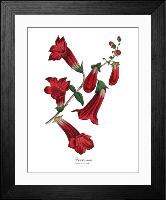Framed Print : Penstemon or Beardtongue Plant, Victorian Botanical Illustration Framed Print : Penstemon or Beardtongue Plant, Victorian Botanical Illustration