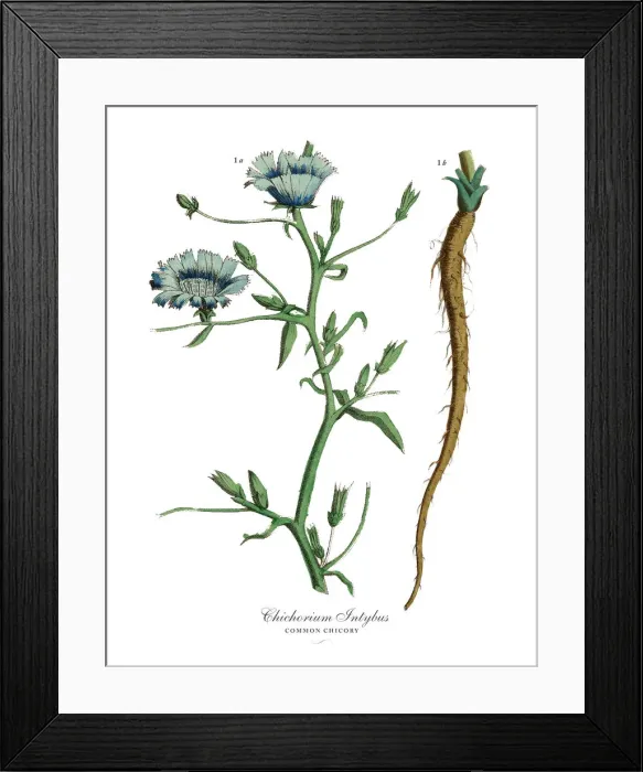 Framed Print : Cichorium Intybus, Chicory Plants, Victorian Botanical Illustration Framed Print : Cichorium Intybus, Chicory Plants, Victorian Botanical Illustration