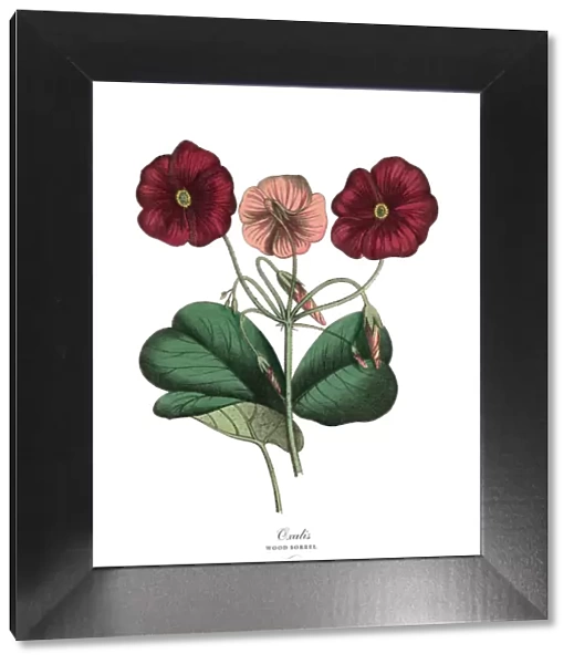 Oxalis or Wood Sorrel Plant, Victorian Botanical Illustration