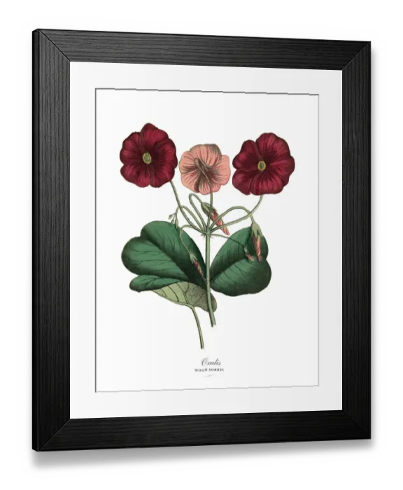Framed Print : Oxalis or Wood Sorrel Plant, Victorian Botanical Illustration Framed Print : Oxalis or Wood Sorrel Plant, Victorian Botanical Illustration