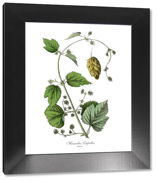 Humulus lupulus, Hops Plants, Victorian Botanical Illustration