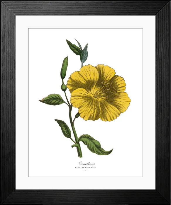 Framed Print : Oenothera or Evening Primrose Plant, Victorian Botanical Illustration Framed Print : Oenothera or Evening Primrose Plant, Victorian Botanical Illustration