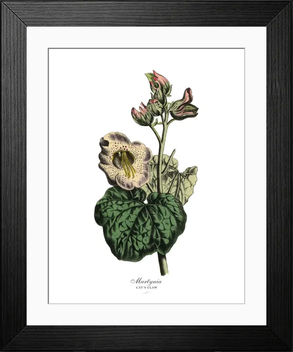 Framed Print : Martynia or Catas Claw Plant, Victorian Botanical Illustration Framed Print : Martynia or Catas Claw Plant, Victorian Botanical Illustration