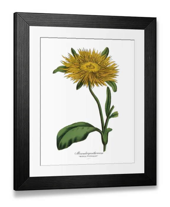 Framed Print : Victorian Botanical Illustration of Mesembryanthemum Plants Framed Print : Victorian Botanical Illustration of Mesembryanthemum Plants