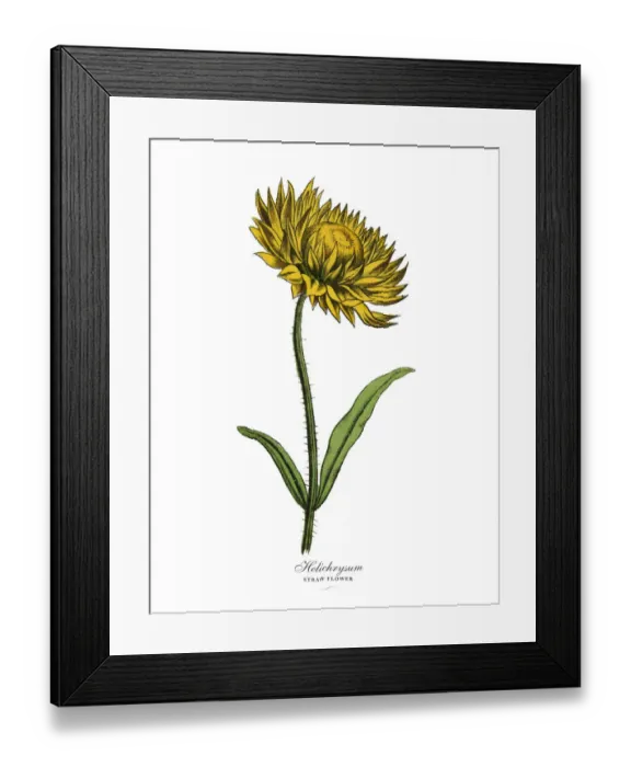 Framed Print : Helichrysum or Straw Plant, Victorian Botanical Illustration Framed Print : Helichrysum or Straw Plant, Victorian Botanical Illustration