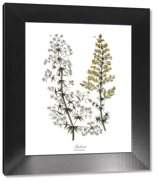 Galium, Bedstraw Plants, Victorian Botanical Illustration